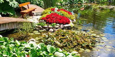 How to properly defecate the pond? Have you heard of bacteria?